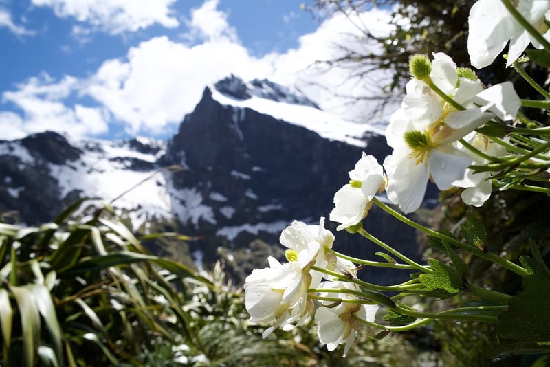 Milford Track